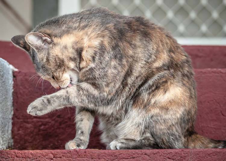 Psychogenic Alopecia in Cats