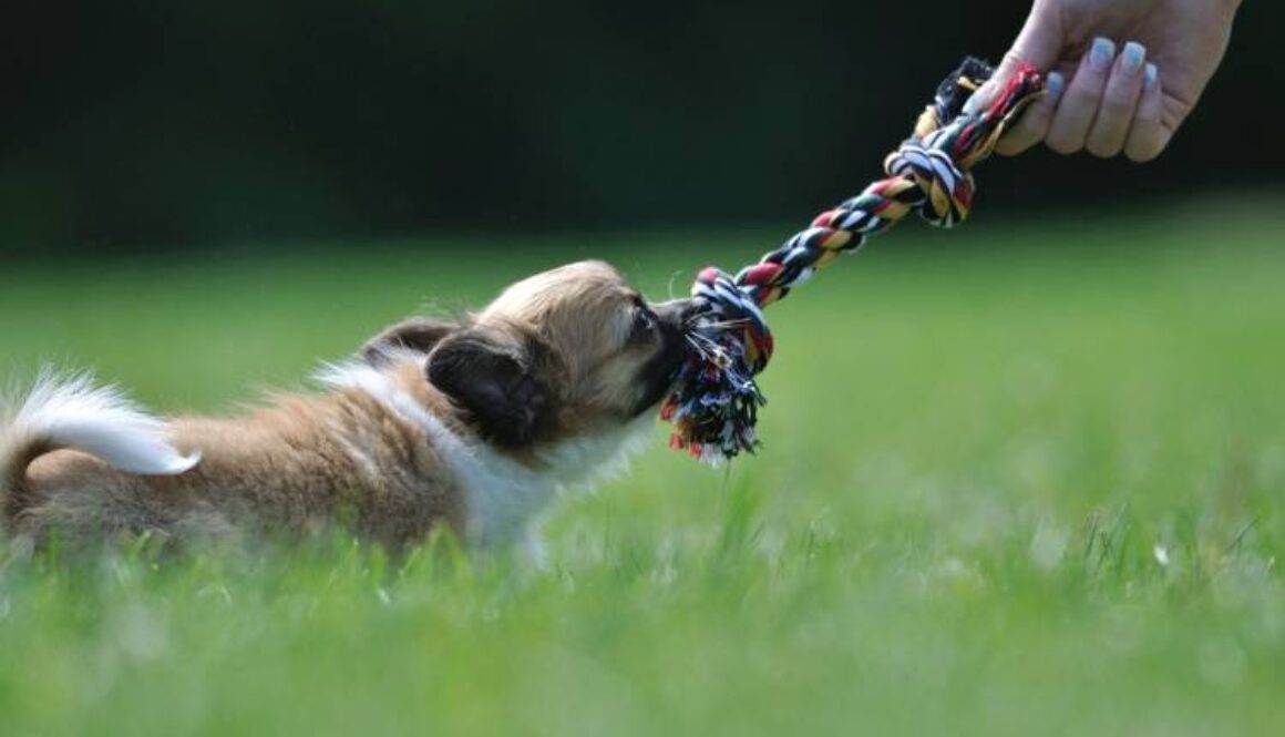 Rainy Day Game for Dogs