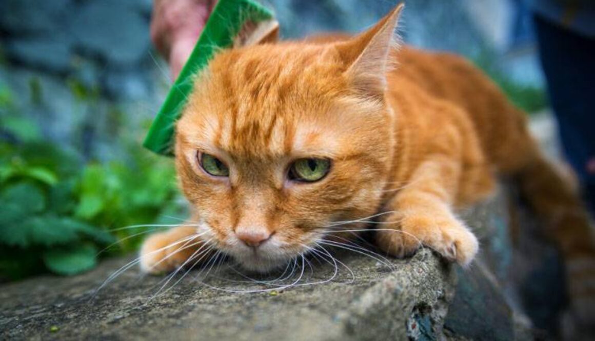 Happy Hoodie for Pet Anxiety