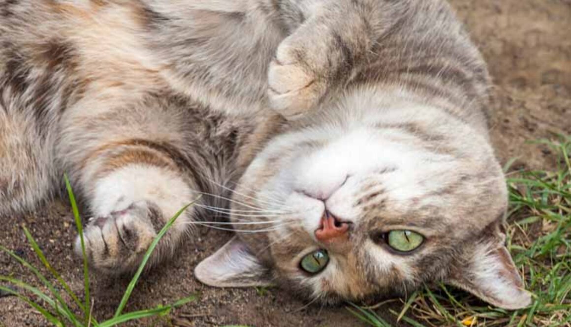 Roundworms in Cats and Dogs