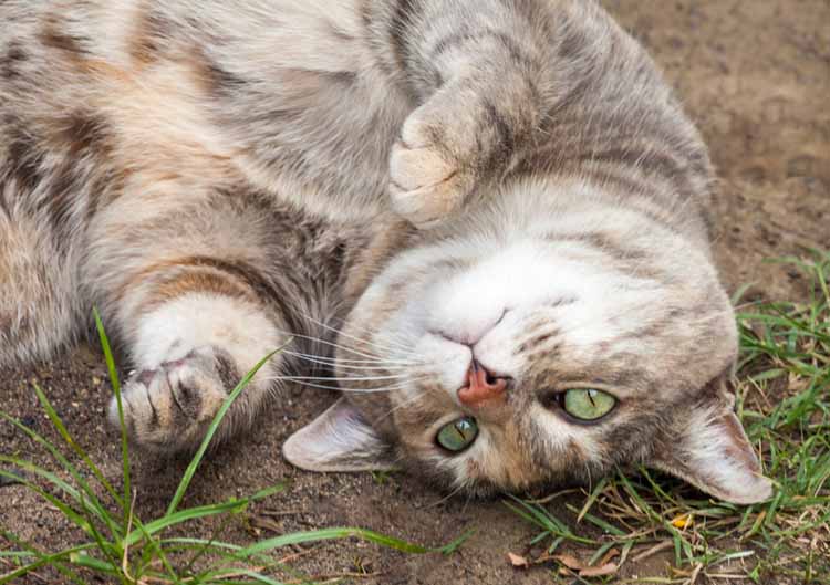 Roundworms in Cats and Dogs