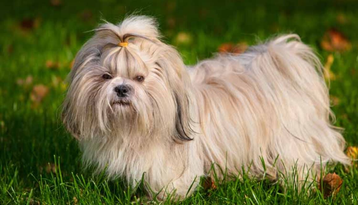 Shih Tzu