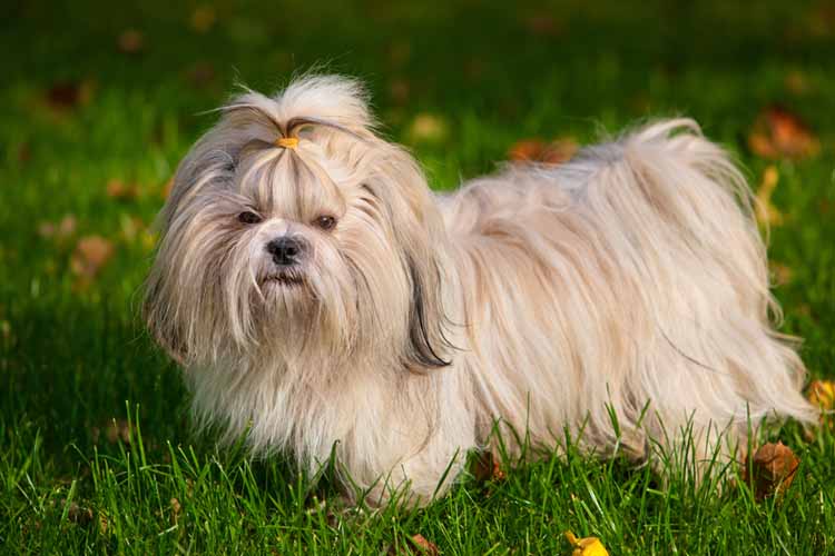 Shih Tzu