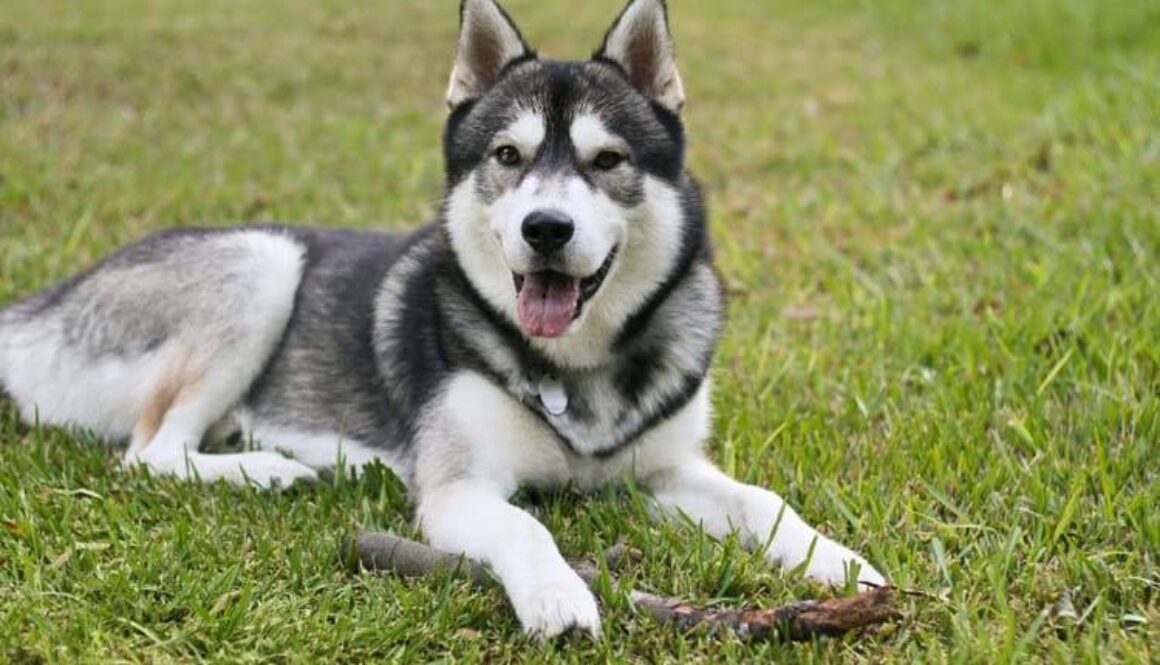 Siberian Husky