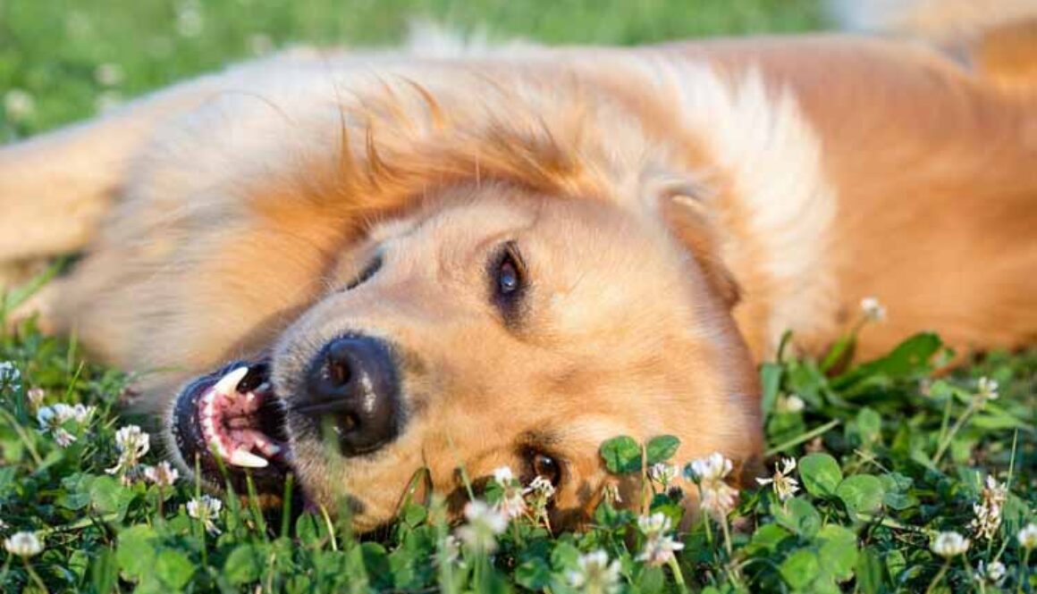 Spring Dog Health Tips