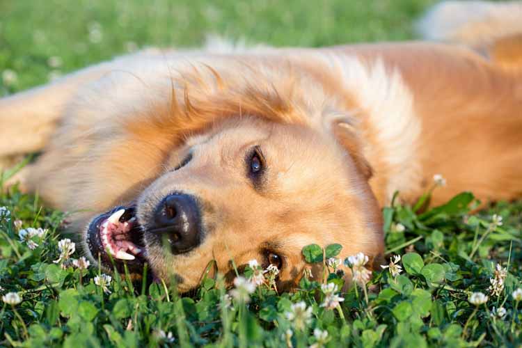 Spring Dog Health Tips