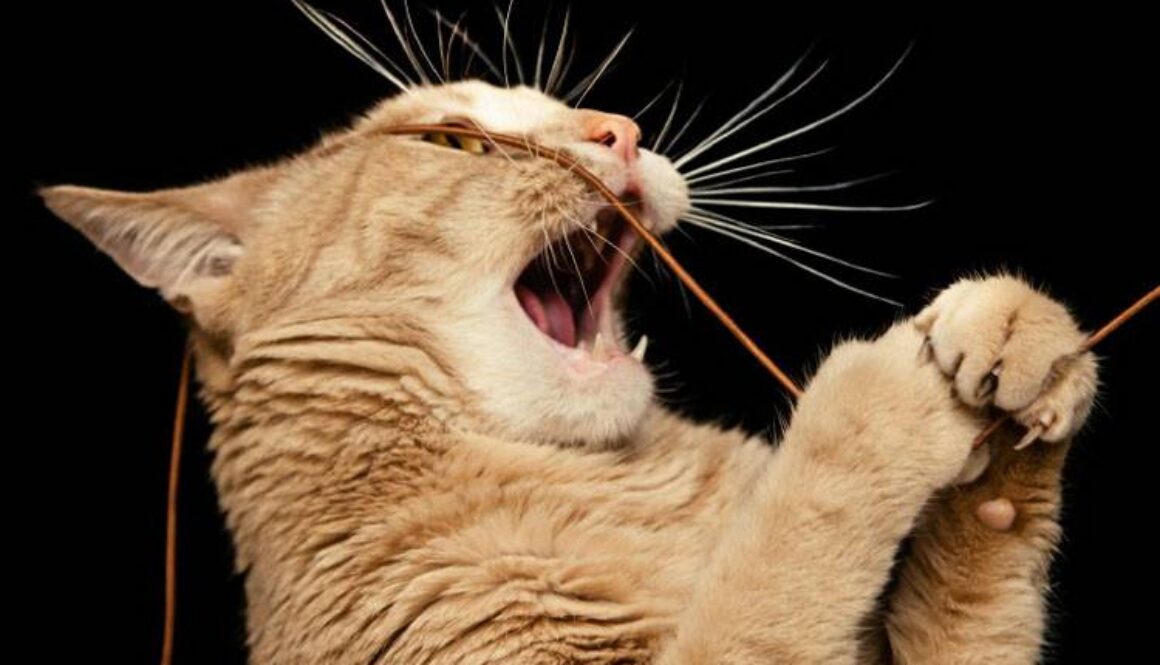 Strange Things Cats Eat