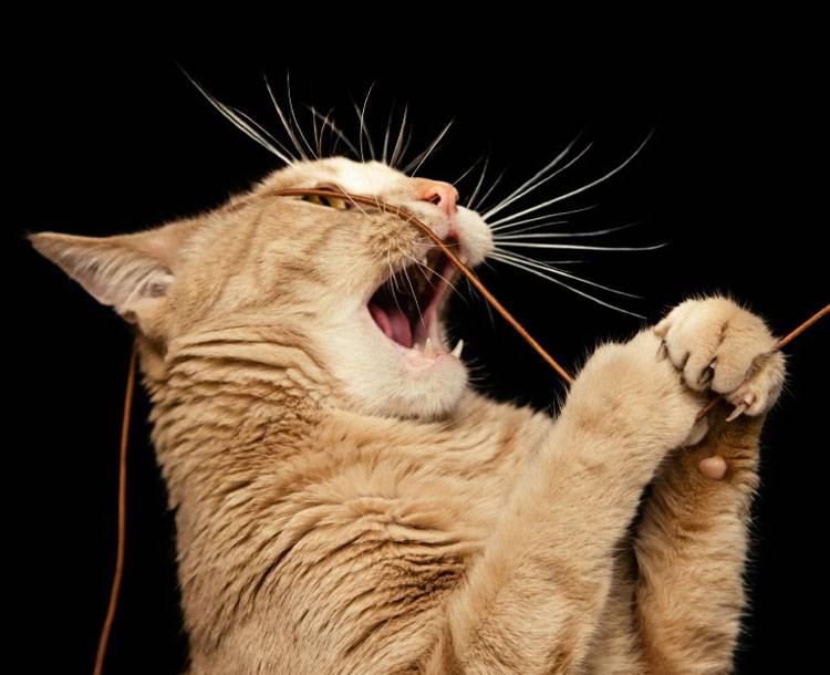 Strange Things Cats Eat