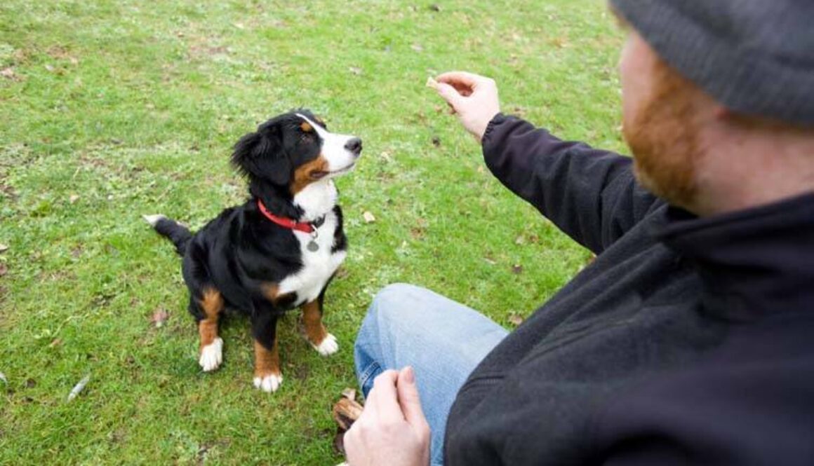 Train a Dog to "Leave It"