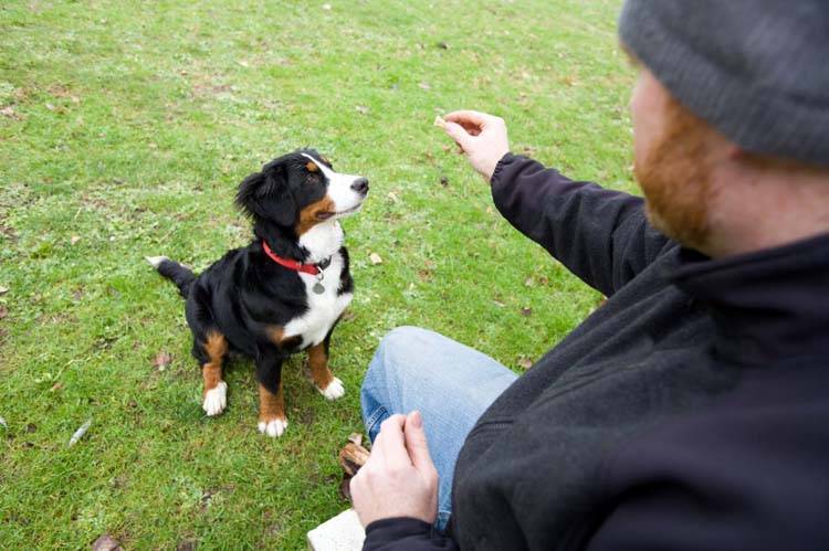 Train a Dog to "Leave It"