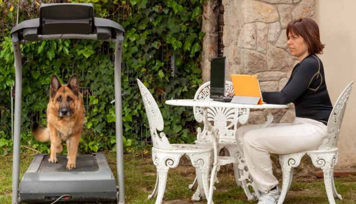 Train Your Dog to Run on a Treadmill