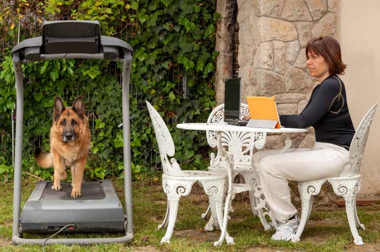 Train Your Dog to Run on a Treadmill