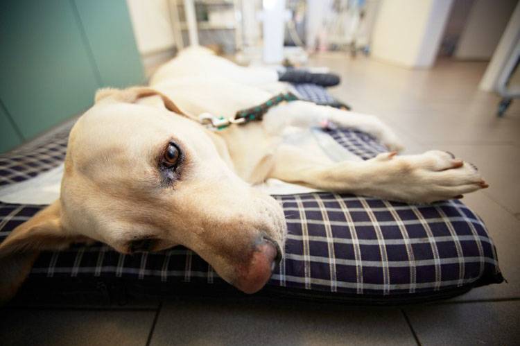 Treating Cruciate Ligament Injury in Dogs