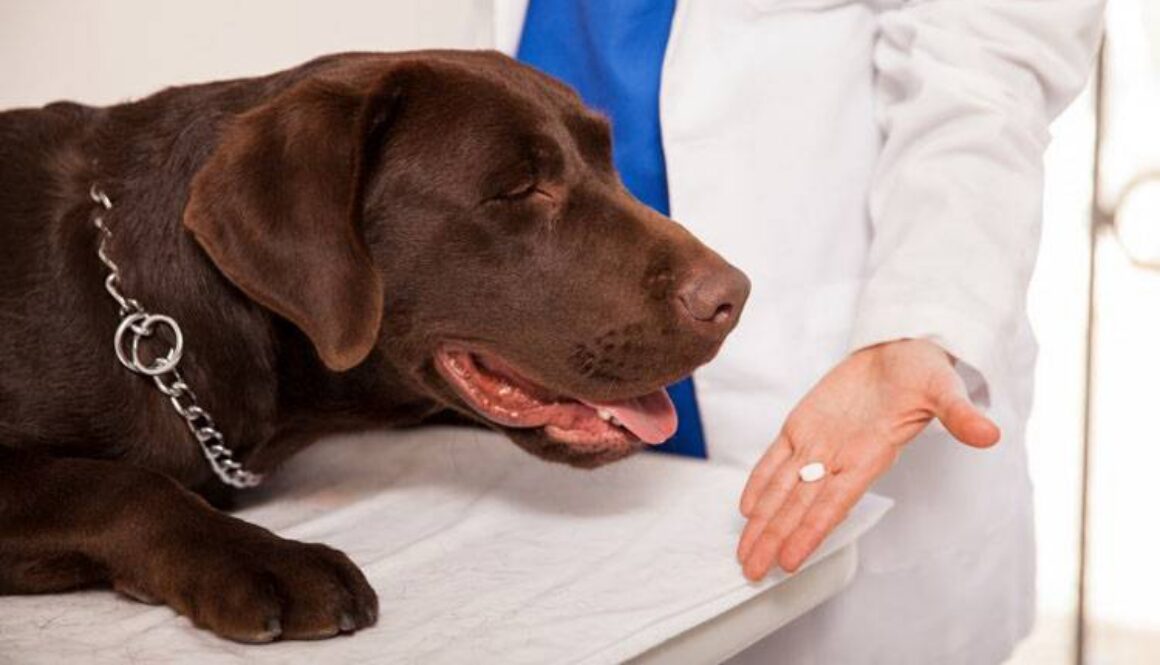 Vet Compounding Pharmacies
