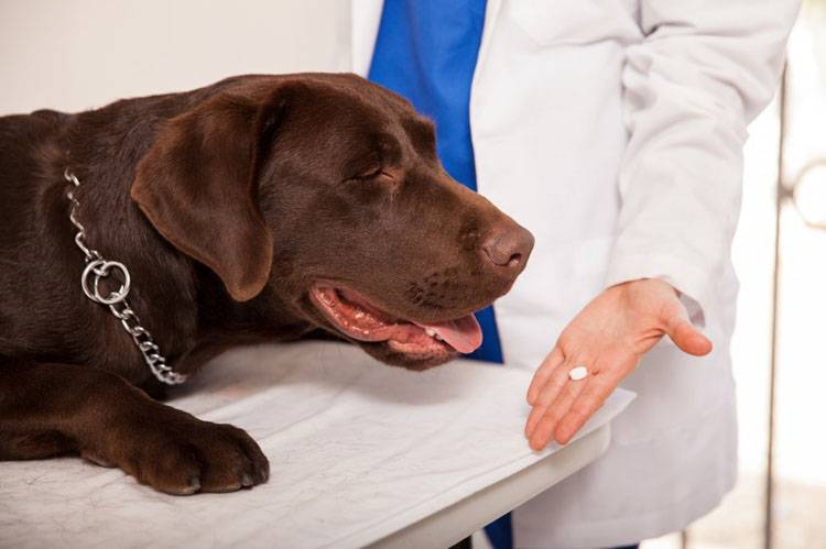 Vet Compounding Pharmacies