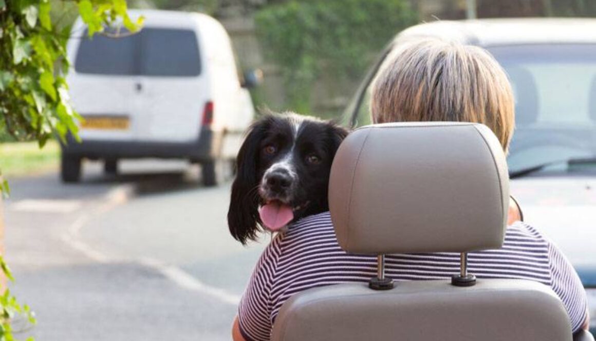 Wheelchair Assistance Dogs