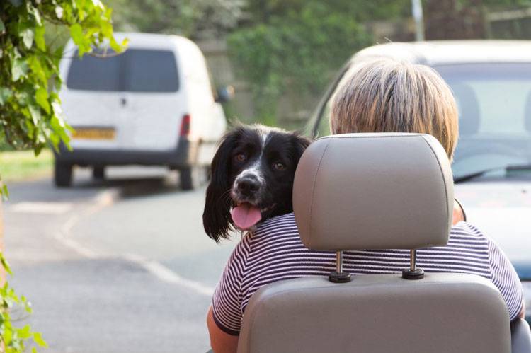 Wheelchair Assistance Dogs