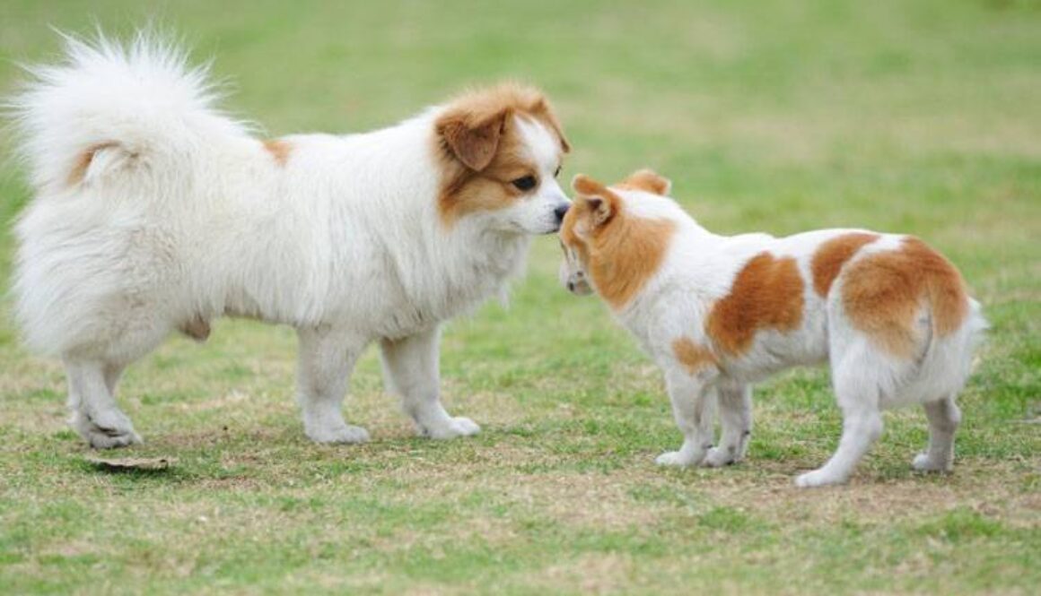 Why Do Dogs Hump?
