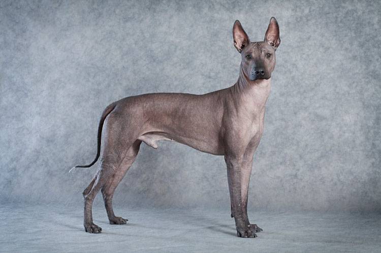 Xoloitzcuintli Grooming