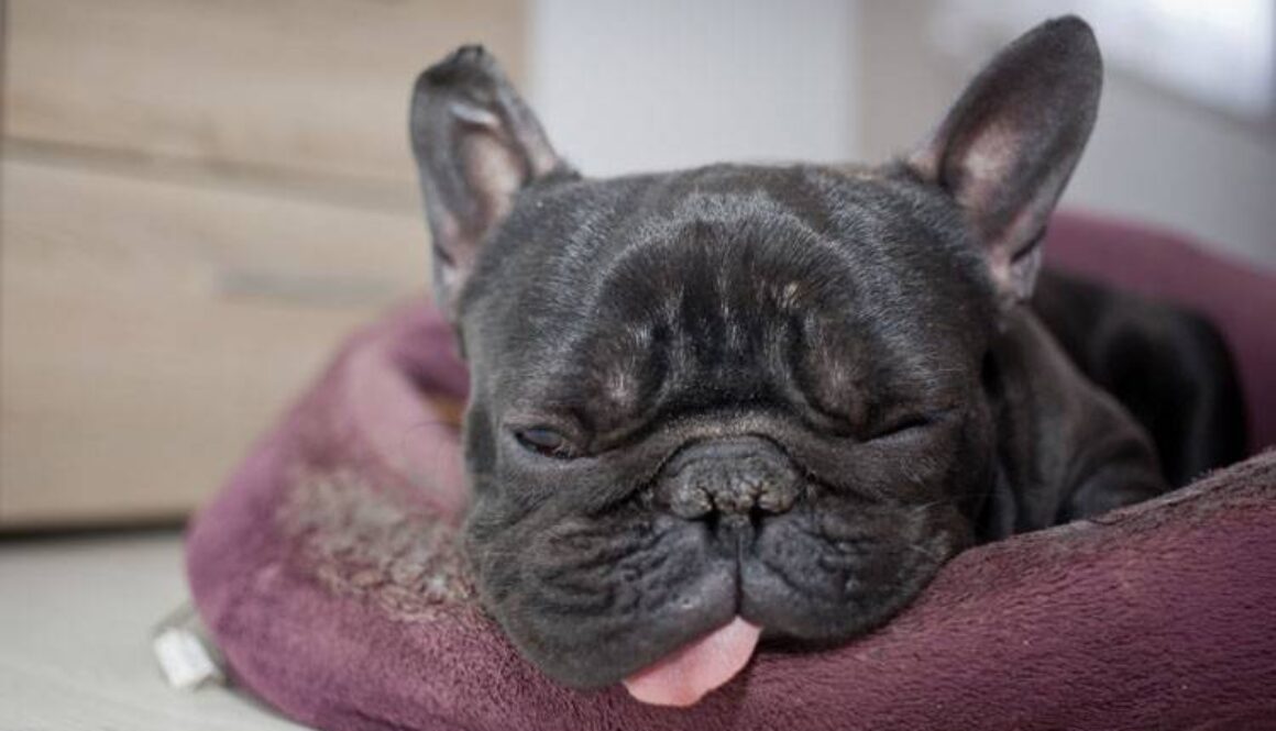 12 Dog Symptoms to Watch For