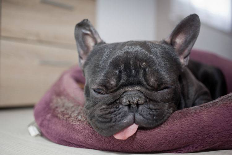 12 Dog Symptoms to Watch For