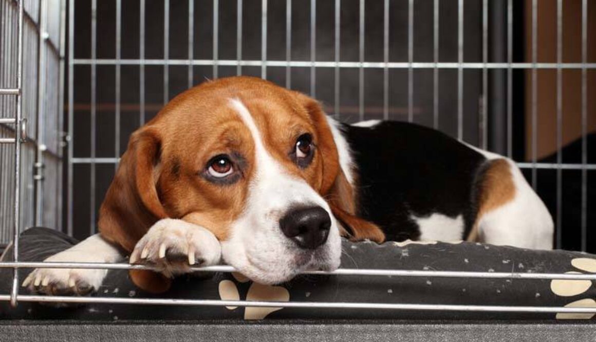 5 Tips for Surviving Cage Rest