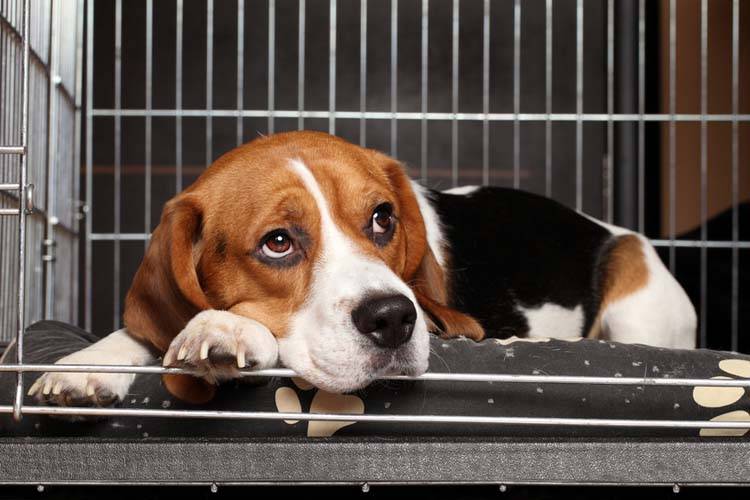 5 Tips for Surviving Cage Rest