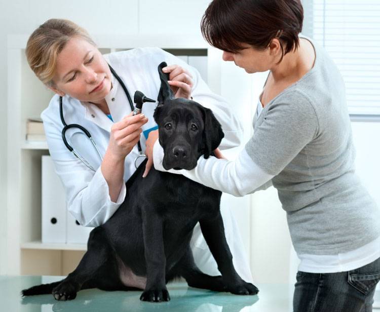 Assessing Your Dog's Body