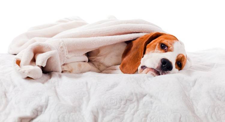 Overview of Canine Distemper