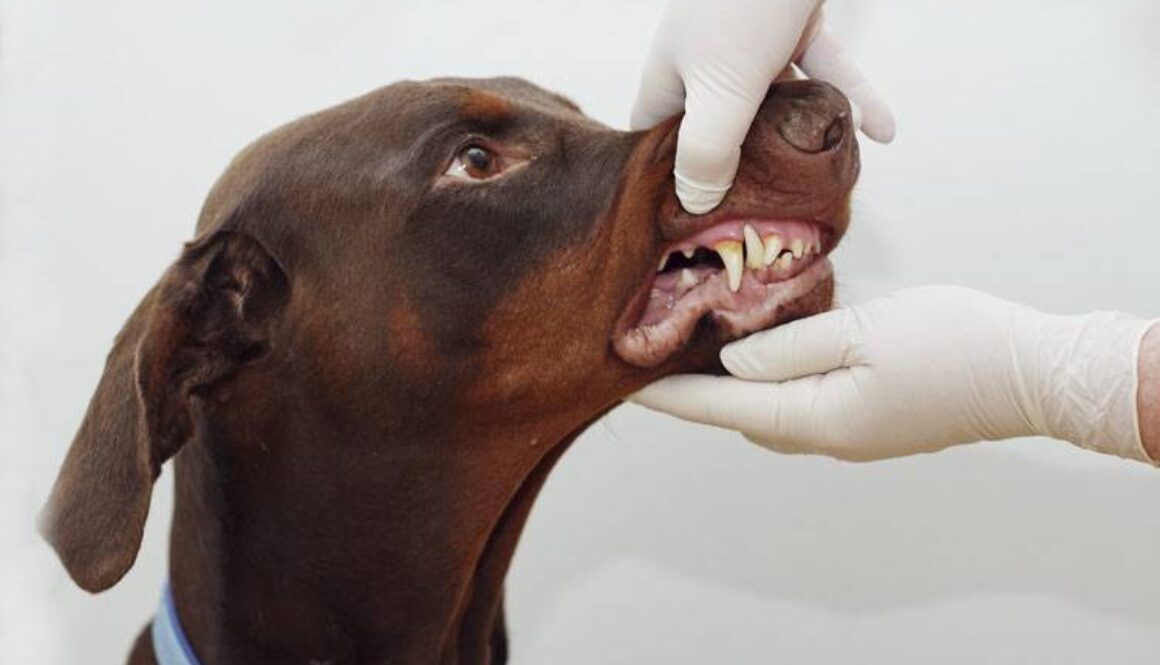 Common Pet Dental Problems