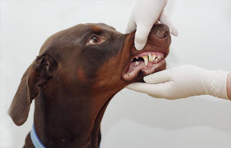 Common Pet Dental Problems