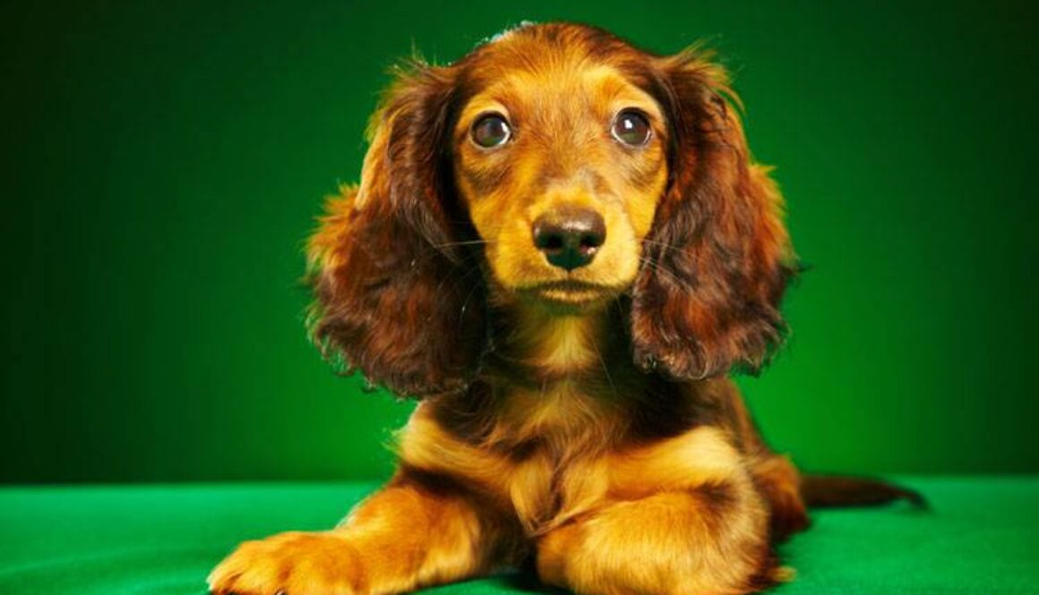 Dachshund Breed