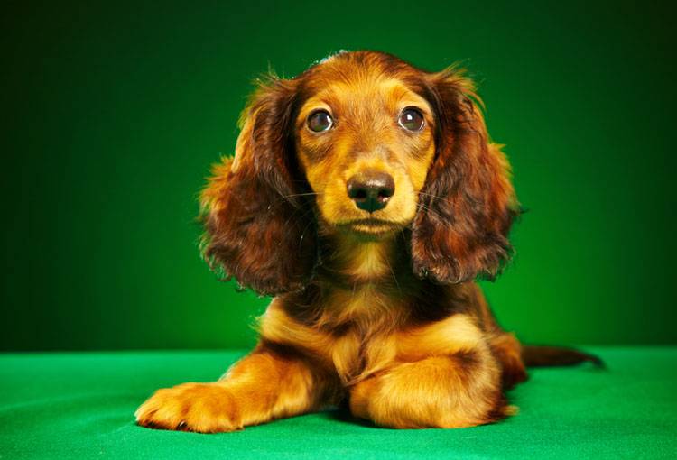 Dachshund Breed