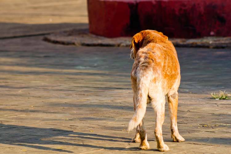 Dog Anal Gland Care