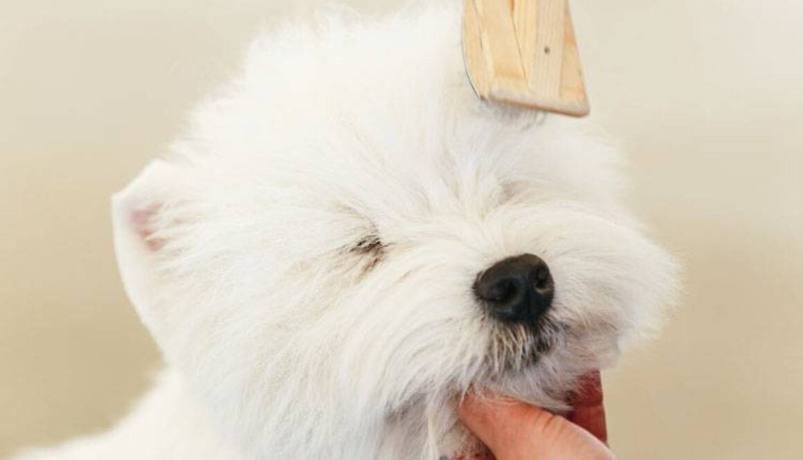 Dog Brushing Basics