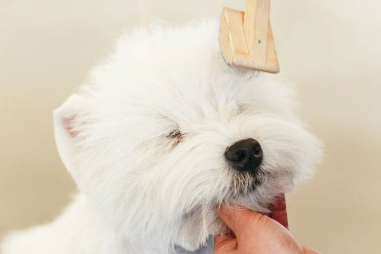 Dog Brushing Basics