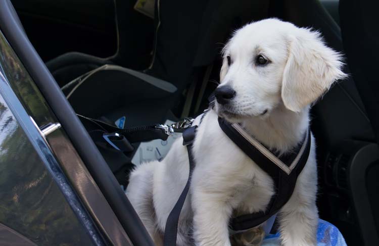 Dog Car Harness