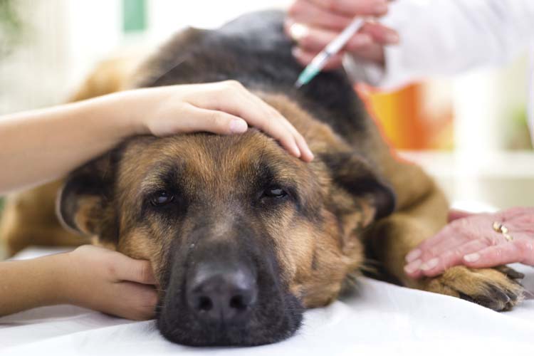 Dog Flu Outbreak in Chicago