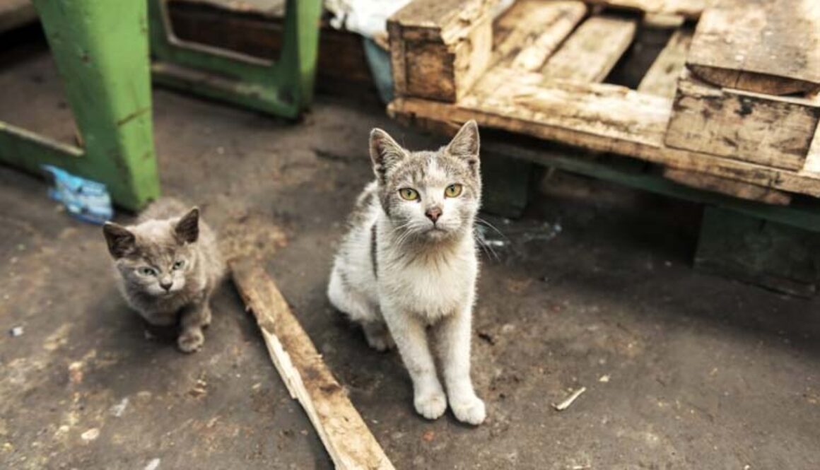 Dont Dump Your Pet