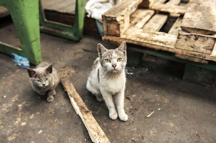 Dont Dump Your Pet