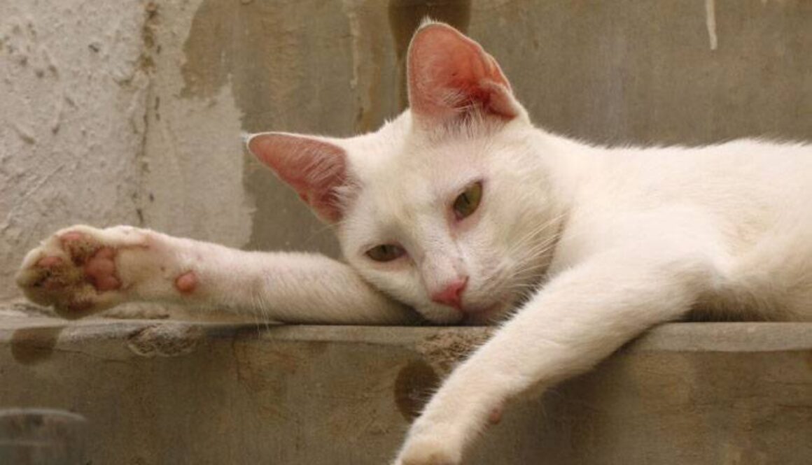Feline Panleukopenia