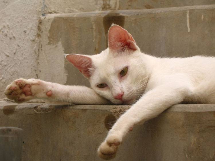 Feline Panleukopenia