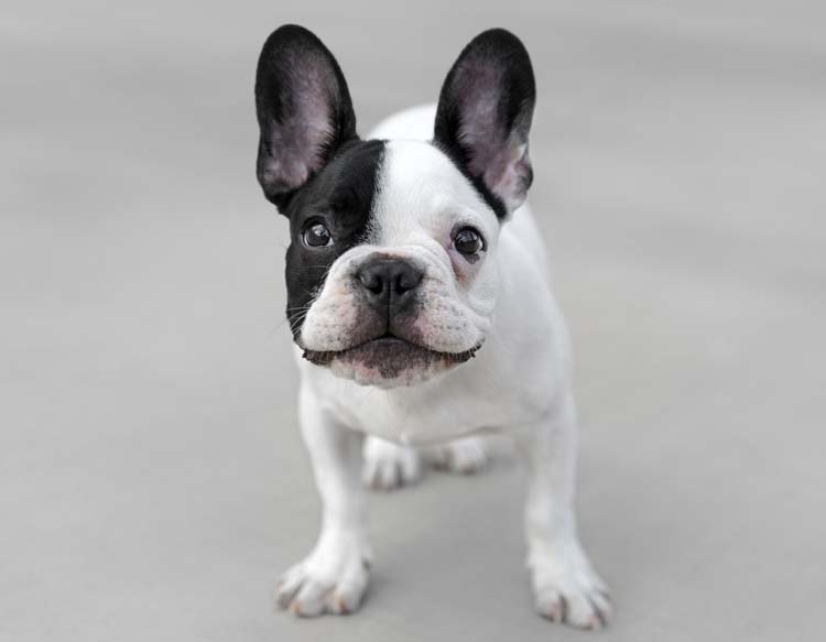 French Bulldog