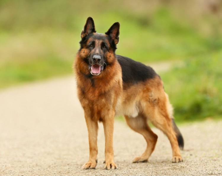 German Shepherd