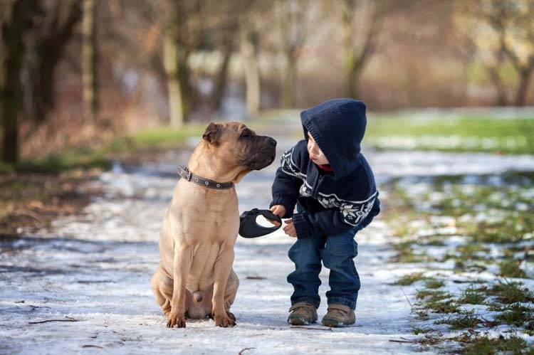 How to Choose a Dog for Kids