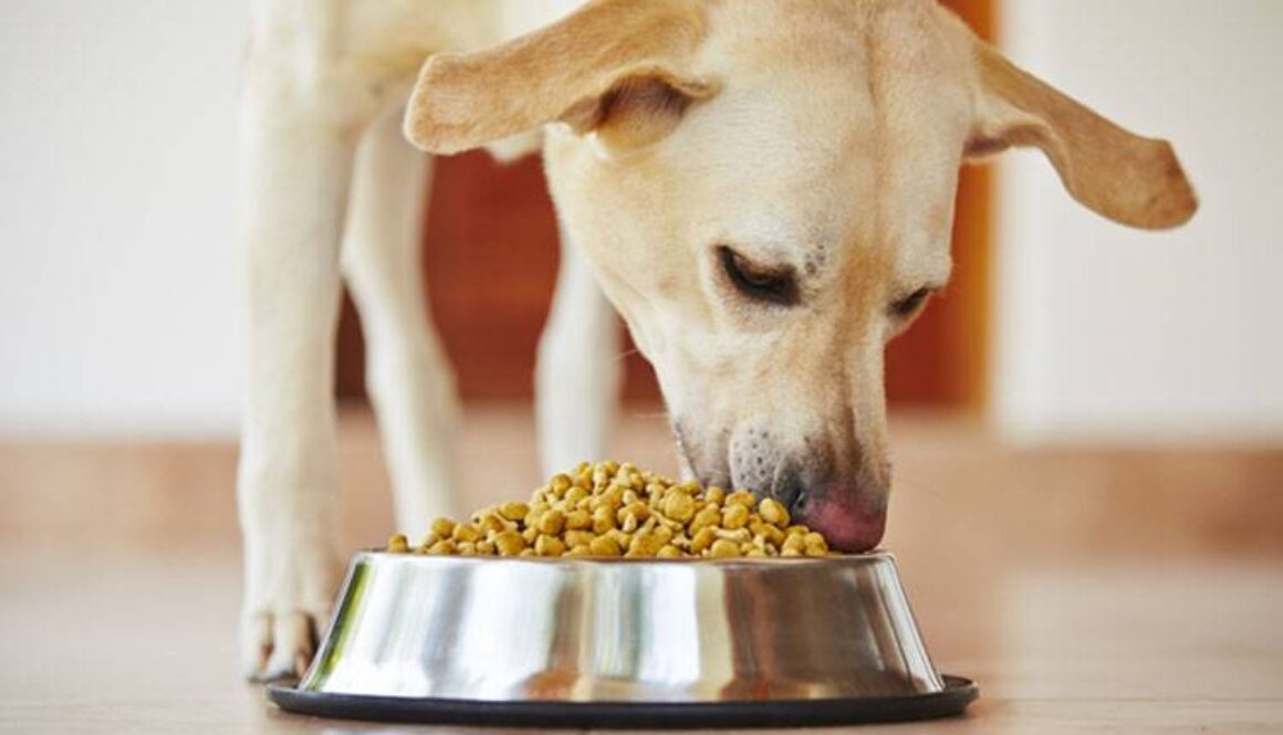 How to Choose Healthy Dog Food
