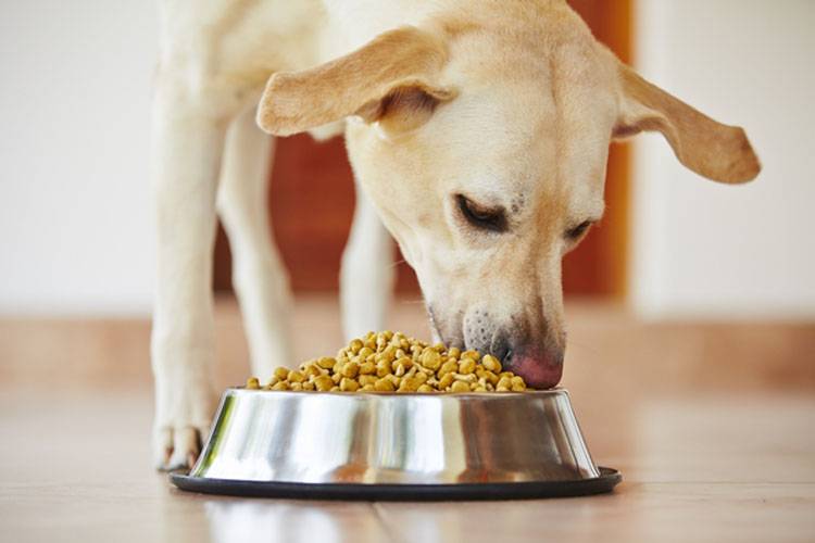How to Choose Healthy Dog Food