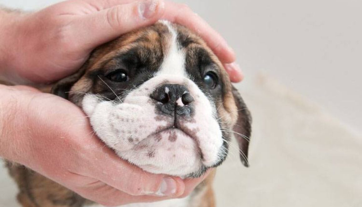 Importance of Dog Grooming