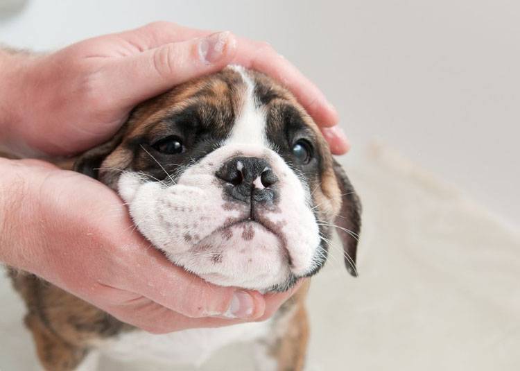 Importance of Dog Grooming