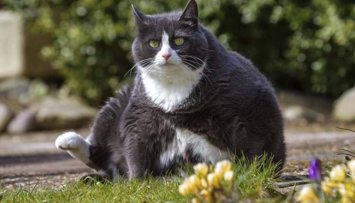 Is Your Pet Overweight?